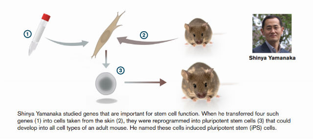 stem_cells_2.jpg