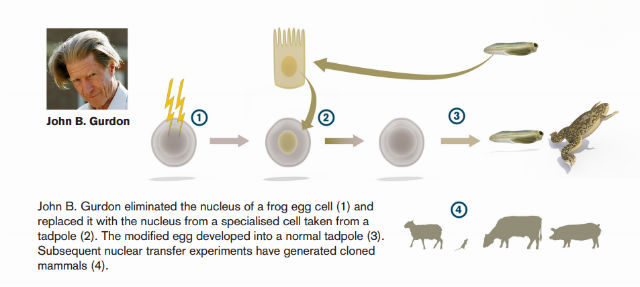 stem_cells_1.jpg